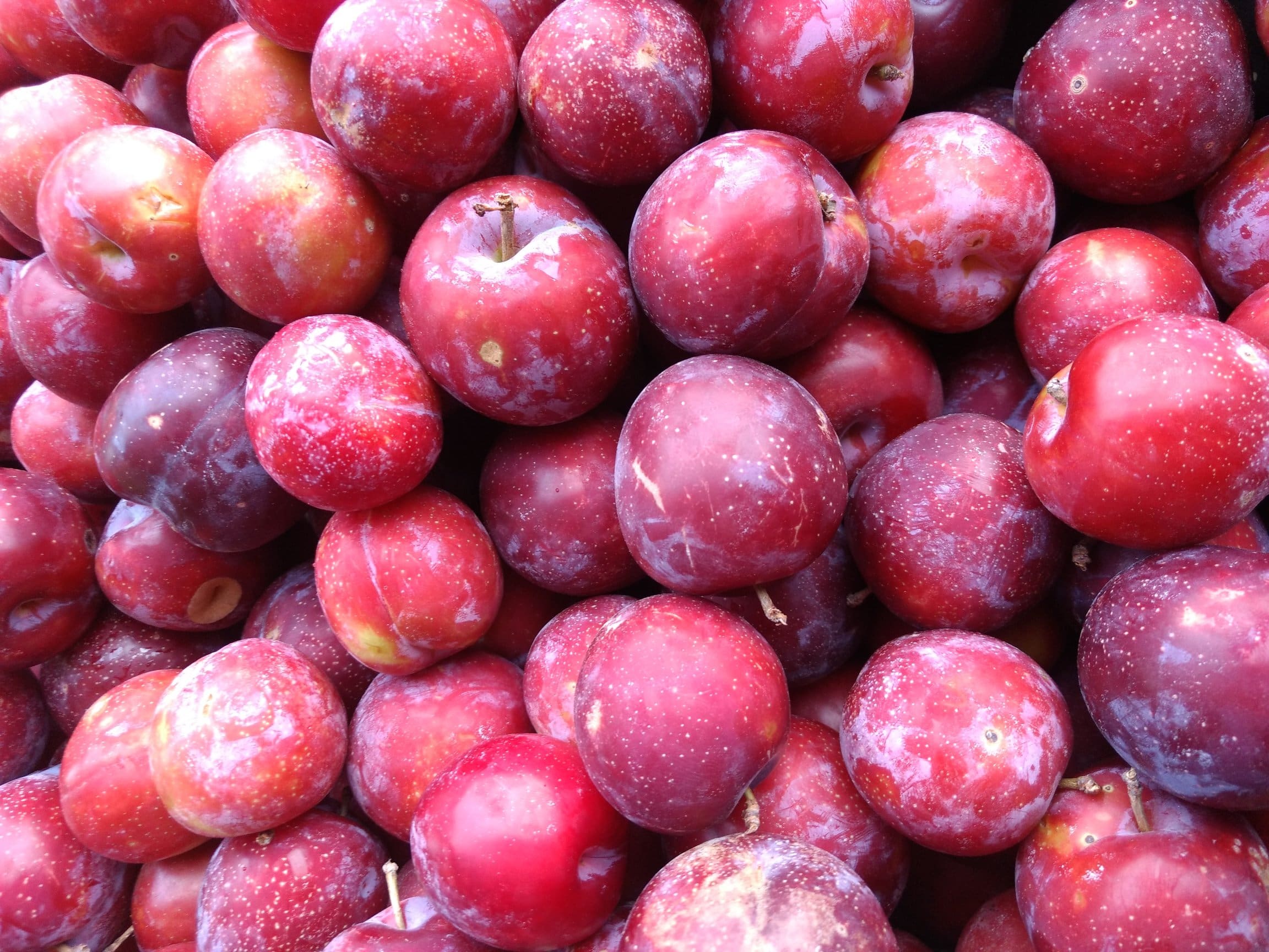 In season, October, Suesey Street, plums, in season in october